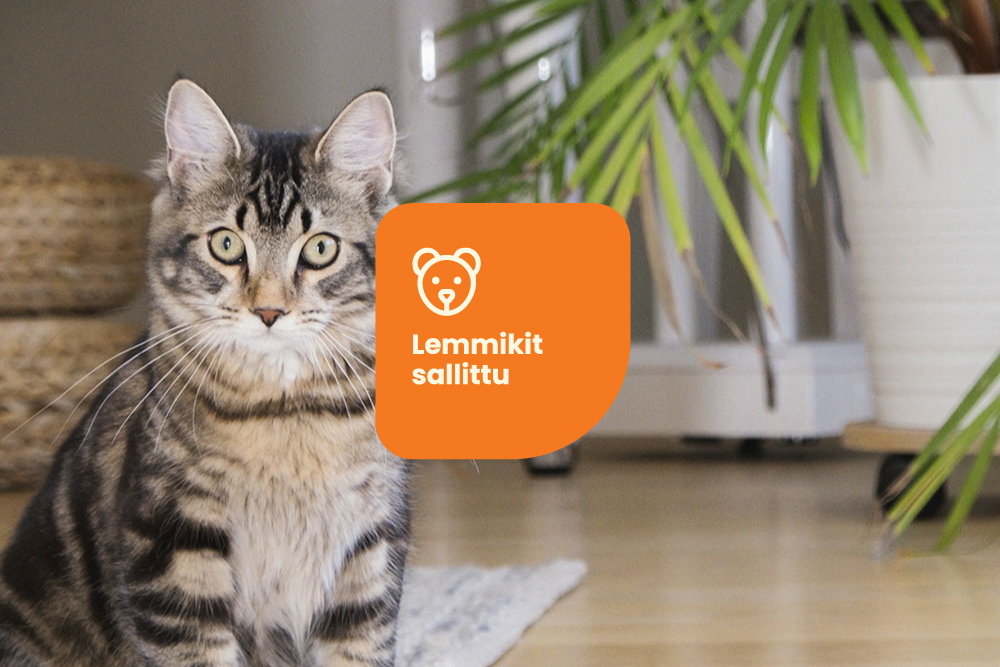 avara_edut_lemmikit